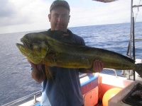 Noosa Fishing Dolphin fish