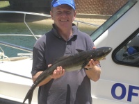 fishing noosa Michaels Cobia