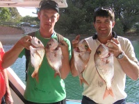 noosa fishing Small Snapper