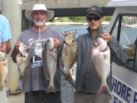 Noosa Fishing Pearly