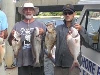Sunshine Coast fishing charter Snapper