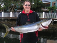 Sunshine coast fishing charter Yellow tail Kingfish