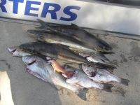 Cobia Mix