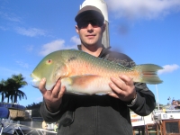 Parrot Fish