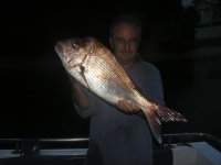 Phantom Snapper