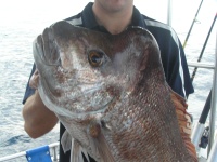 Noosa fishing knob head