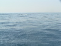 sunshine coast fishing charter whales