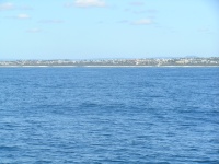 Sunshine coast fishing charter whales at Sunshine beach