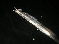 Sunshine coast fishing charter Pike Eel