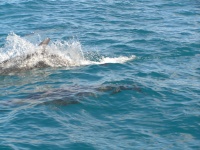 Noosa Day Tours Dolphin 