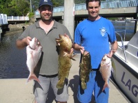 Sunshine coast fishing charter Estuary Cod